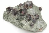 Red Almandine Garnets in Schist - Tyrol, Austria #209540-2